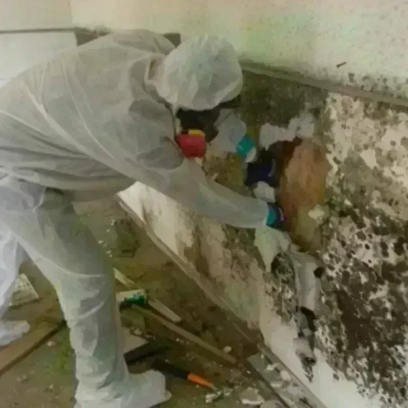 Mold Remediation and Removal in Austin, TX